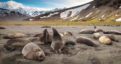 Avian flu discovered in sub-Antarctic mammals